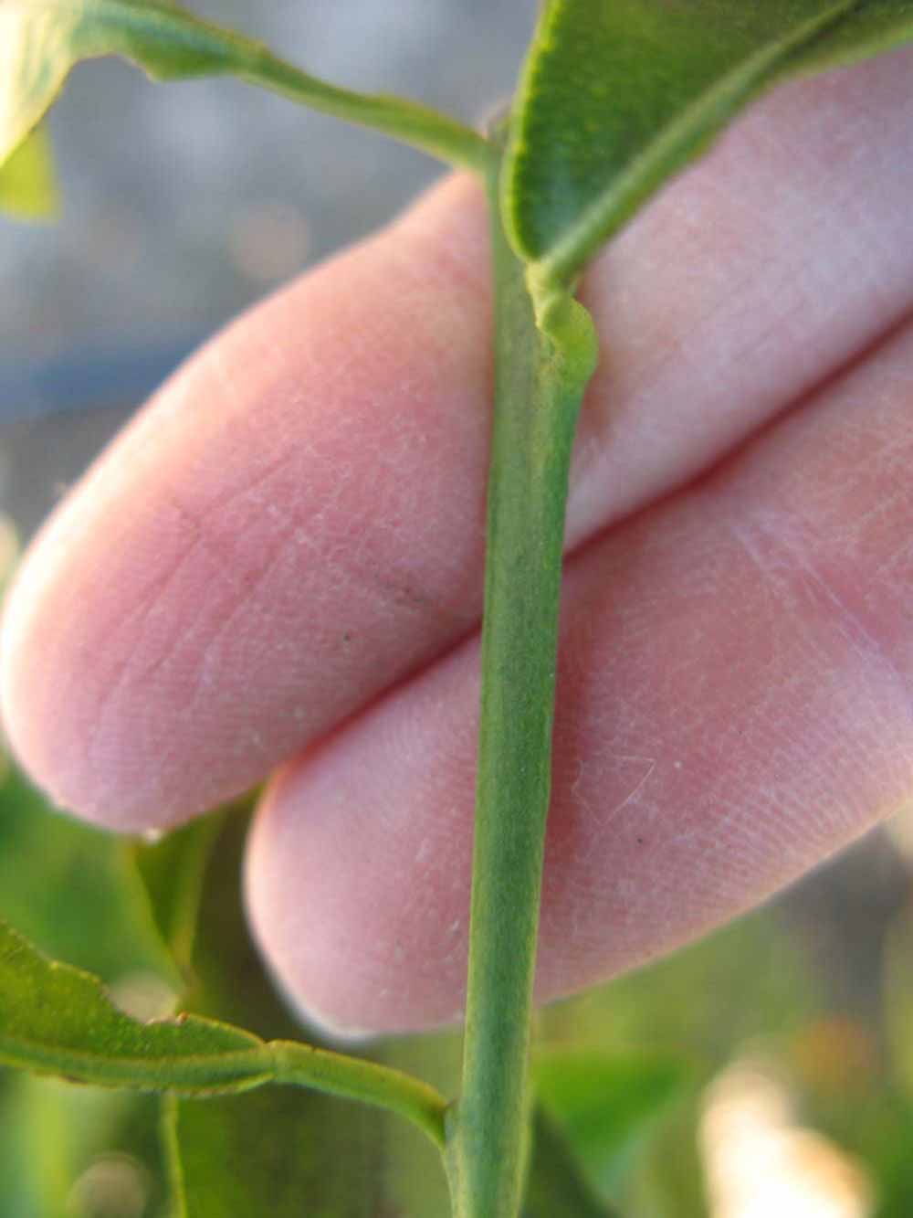              First year twig (Winter Haven, FL)       